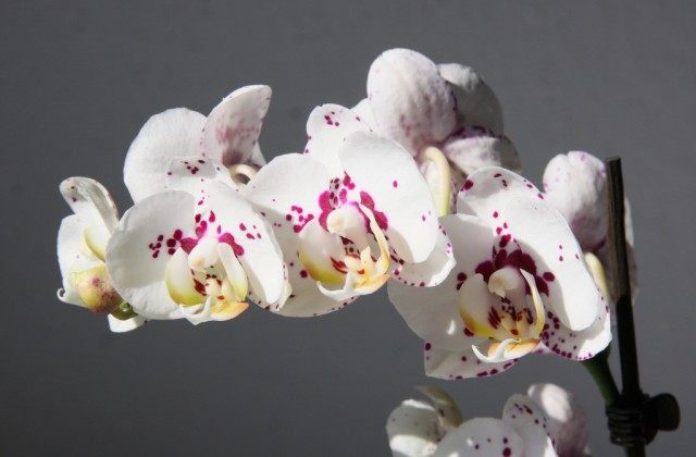 Орхидея фаленопсис Hybride wei? gefleckt