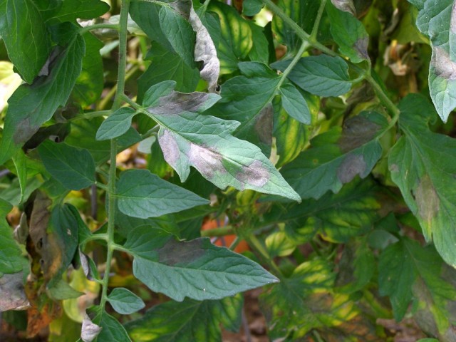 Фитофтороз или фитофтора на листьях томата
