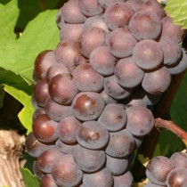 Пино-гри — сорт винограда