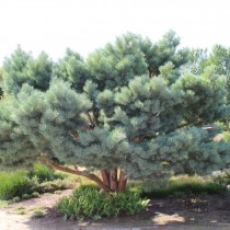 Сосна обыкновенная «Ватерери» (Pinus sylvestris 'Watereri')