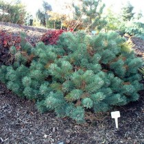 Сосна обыкновенная «Альбинc» (Pinus sylvestris 'Albyns')