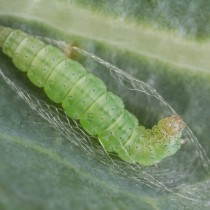 Личинка капустной моли перед окукливанием