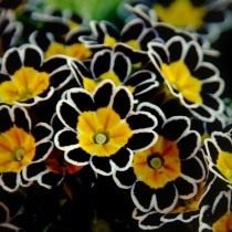 Первоцвет, или Примула (Primula)
