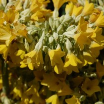 Примула Флоринды (Primula florindae)