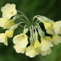Примула сиккимская (Primula sikkimensis)