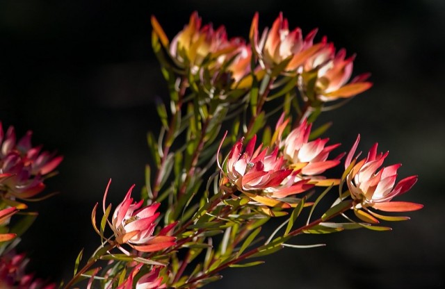 Протея ползучуя (Protea repens) 