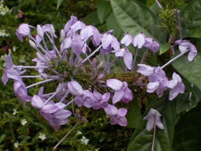 Псевдоэрантемум Андерсона (Pseuderanthemum andersonii)