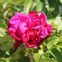 Роза, сорт «Purple Rоadrunner» селекции Kordes 