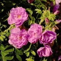Роза, сорт «Purple Rоadrunner» селекции Kordes