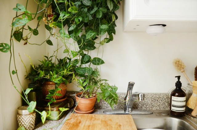 Комнатные растения в маленькой кухне