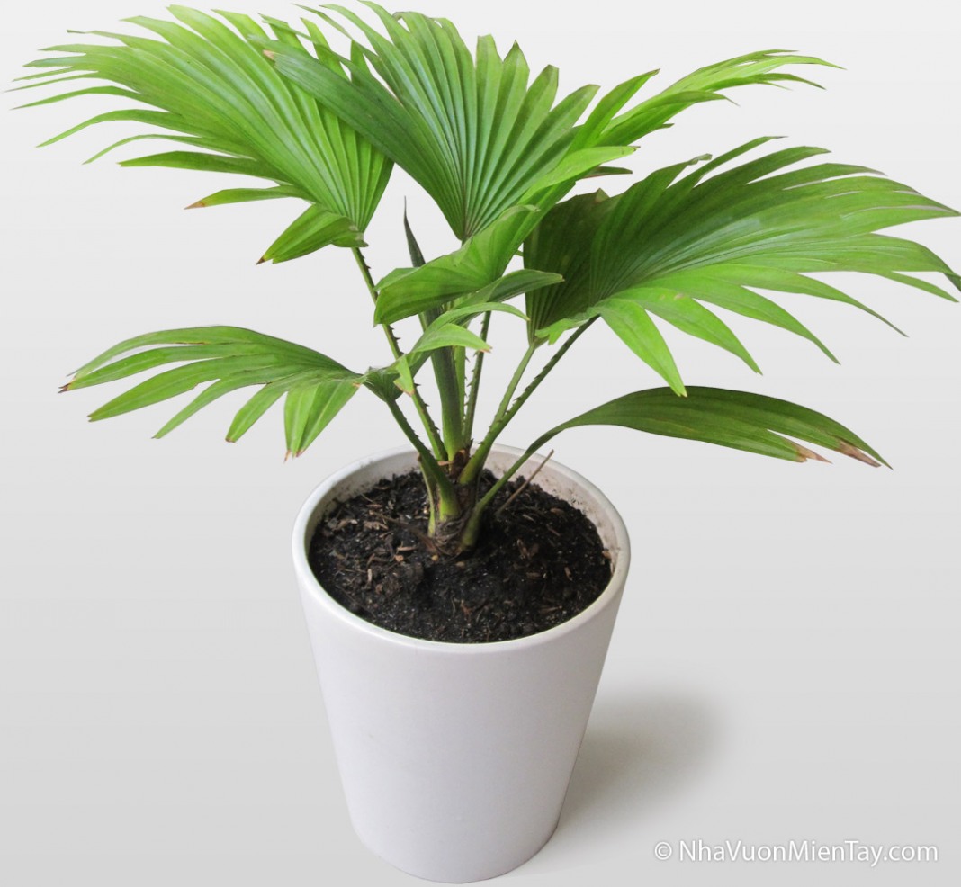 Комнатные пальмы названия с фото растения