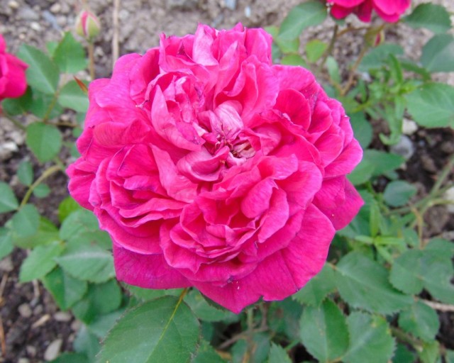 Бурбонская роза сорт "Eugene de Beauharnais"