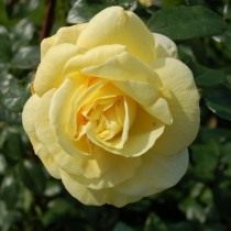 Роза, сорт «Sunstar» селекции Kordes