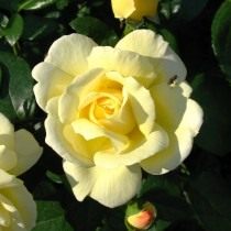 Роза, сорт «Sunstar» селекции Kordes
