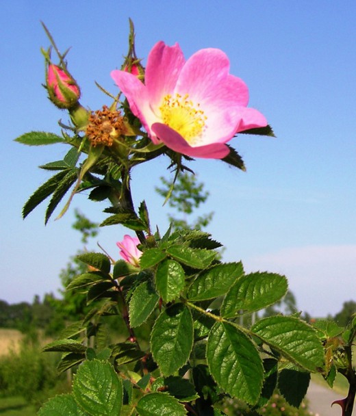 Шиповник красно-бурый (Rosa rubiginosa)