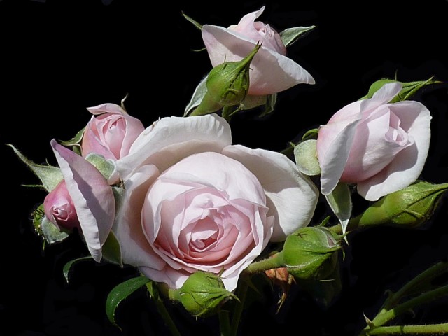 Роза Наследие (Rosa ‘Heritage’)