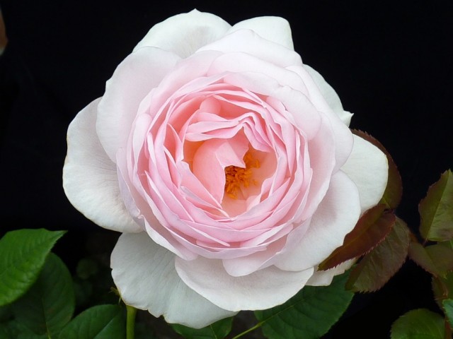 Роза Наследие (Rosa ‘Heritage’)