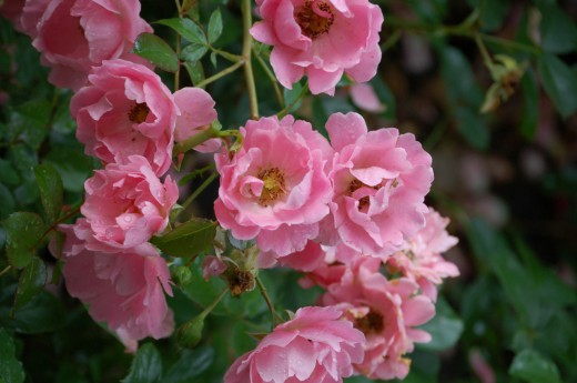 Роза садовая, сорт 'Sommerwind'