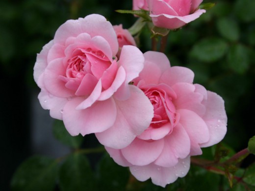 Роза садовая, сорт 'Sommerwind'