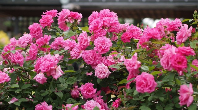 Куст бурбонской розы сорта "Zepherine Drouhin"