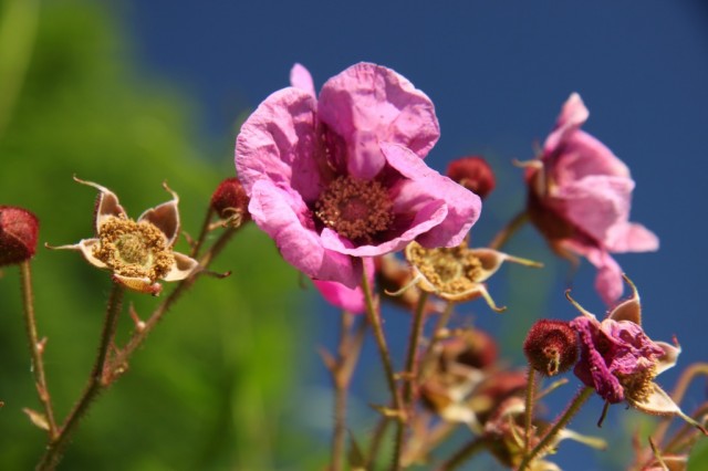 Малиноклён душистый, или Малиноклён пахучий, или Малина душистая (Rubus odoratus)