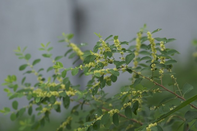 Флюгея полукустарниковая (Flueggea suffruticosa), или Секуринега полукустарниковая, или ветвецветная (Securinega suffruticosa)