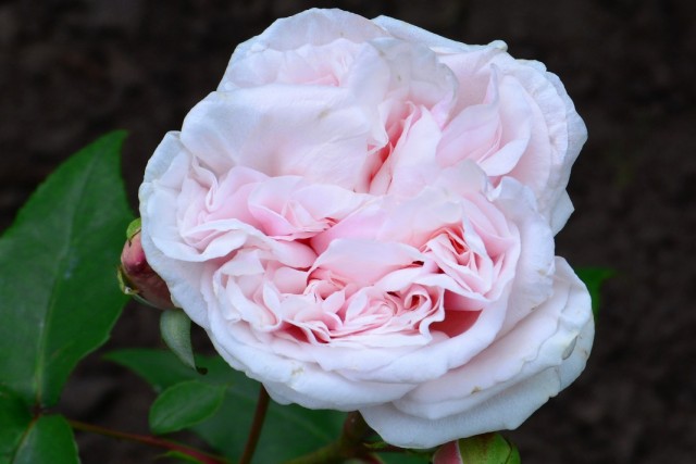 Бурбонская роза сорт "Souvenir de la Malmaison"