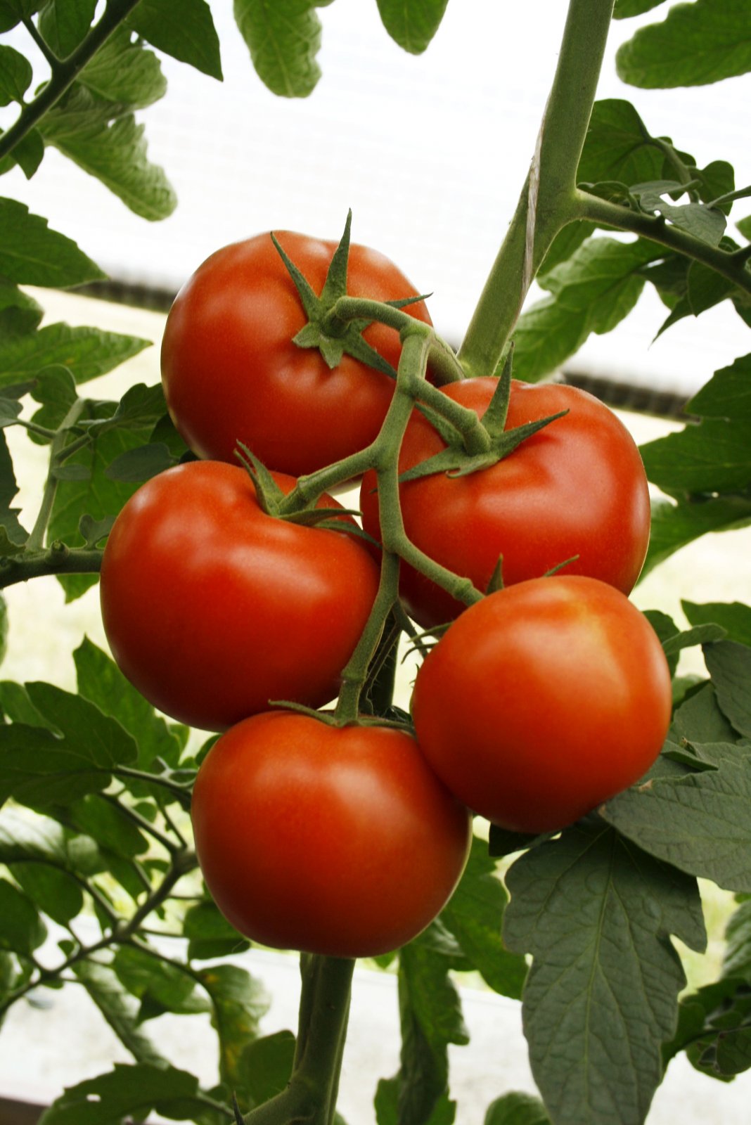 Гибриды томатов для открытого грунта. Томат Катя f1.