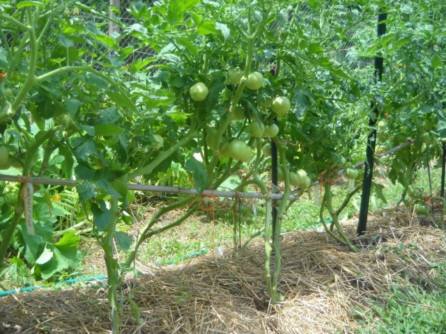 Кусты томатов с обрезанными нижними листьями