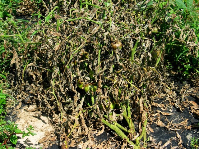 Необрезанные нижние листья томата, лежащие на грунте
