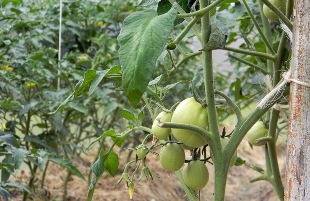 Куст томата с плодами и обрезанными листьями