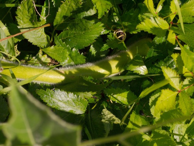 Трихозант Кирилова (Trichosanthes kirilowii), или Трихозант японский (Trichosanthes japonica), или Змеиный огурец