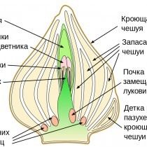 Схематичное изображение взрослой луковицы тюльпана, после закладки побега будущего года, но до закладки корней