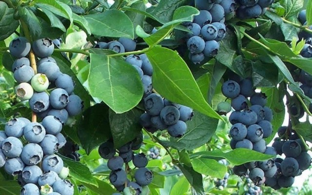 Голубика высокорослая, садовая (Vaccinium corymbosum)