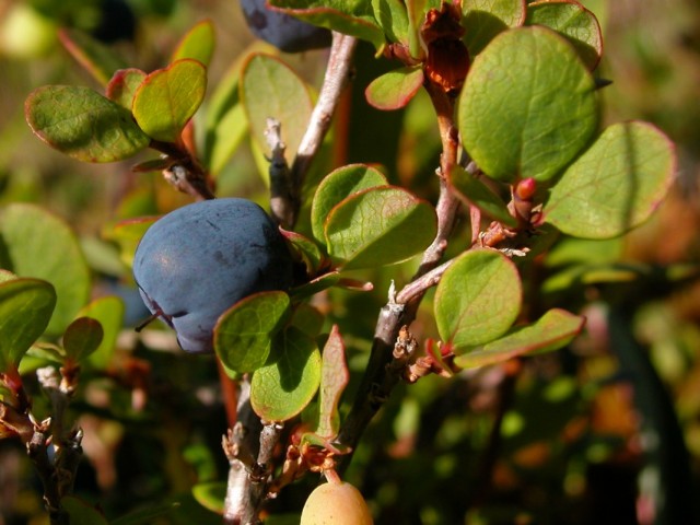 Голубика обыкновенная (Vaccinium uliginosum)