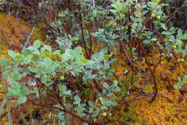 Голубика обыкновенная (Vaccinium uliginosum)