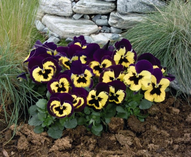 Фиалка Виттрока, или садовые анютины глазки (Viola wittrokiana)