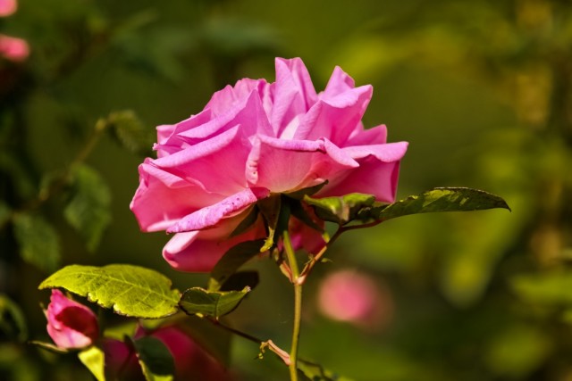 Бурбонская роза сорт "Zepherine Drouhin"