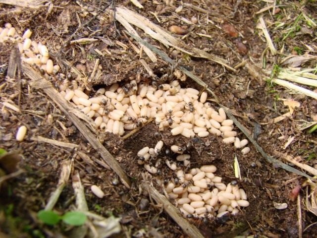 Куколки чёрного садового муравья в муравейнике
