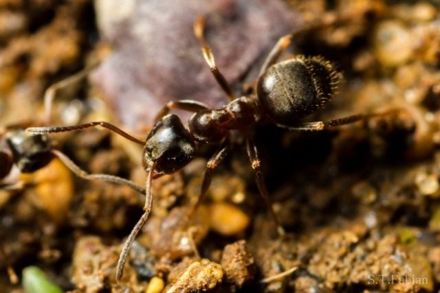 Чёрный садовый муравей, или чёрный лазий (Lasius niger)