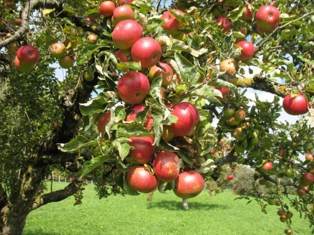 Яблоки на ветвях