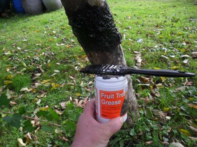 Клейкая смесь для защиты деревьев от насекомых вредителей
