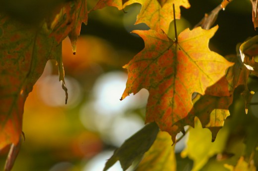 Листья меняют цвет