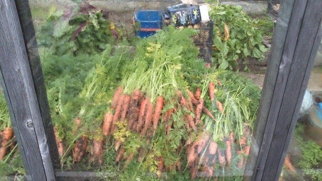 Собранная морковь, убранная от дождя