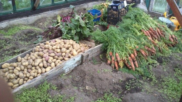 Морковь и другие овощи спасаются от дождливых осенних дней