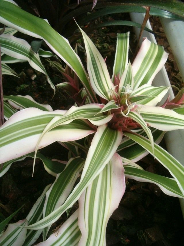 Криптантус бромелиевидный (cryptanthus bromelioides)