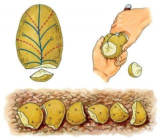Схема деления клубня семенного картофеля