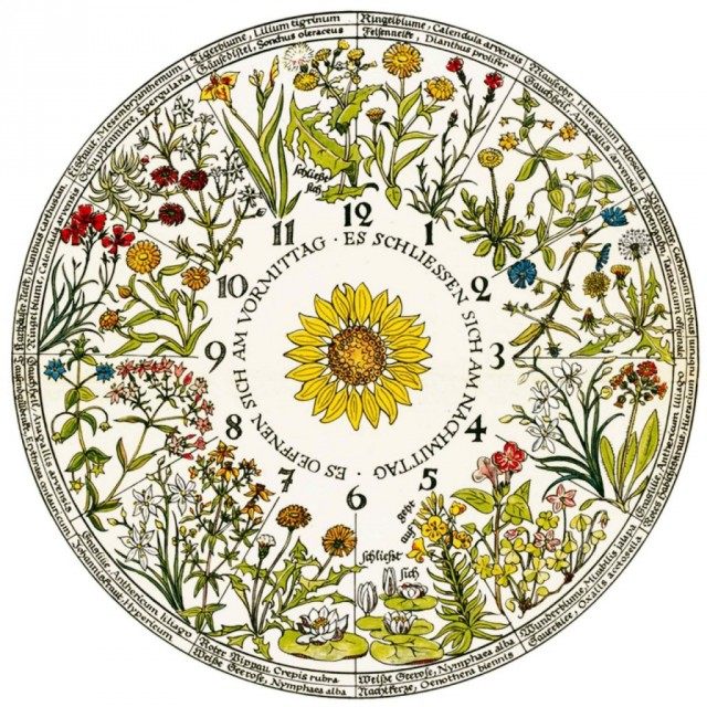Цветочные часы Карла Линнея