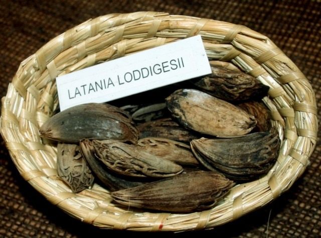 Семена пальмы Латании Лоддигеза