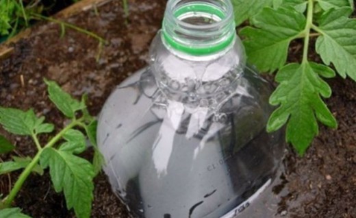 Полив при помощи пластиковой бутылки